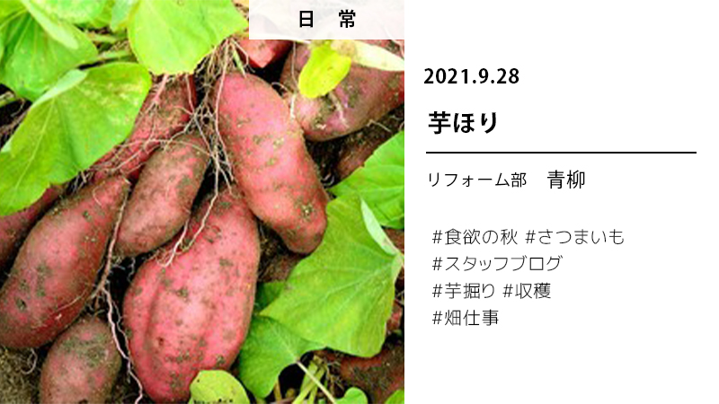BLOG9/28芋掘り